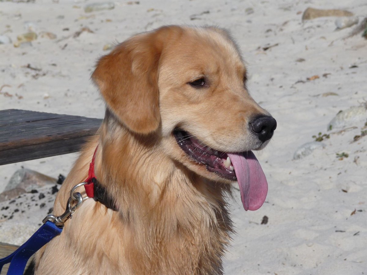 WinChar's tweet photo. Happy Birthday #Winston! Today you would have been 13. I miss you every day. Say hi to Charlie. Love you!❤️🐾 #GoldenRetriever #DogsofTwittter https://t.co/1U5nWlAf7S