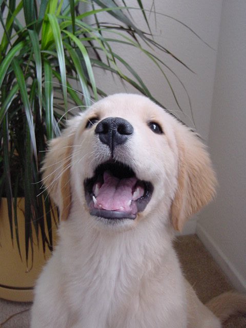 WinChar's tweet photo. Happy Birthday #Winston! Today you would have been 13. I miss you every day. Say hi to Charlie. Love you!❤️🐾 #GoldenRetriever #DogsofTwittter https://t.co/1U5nWlAf7S