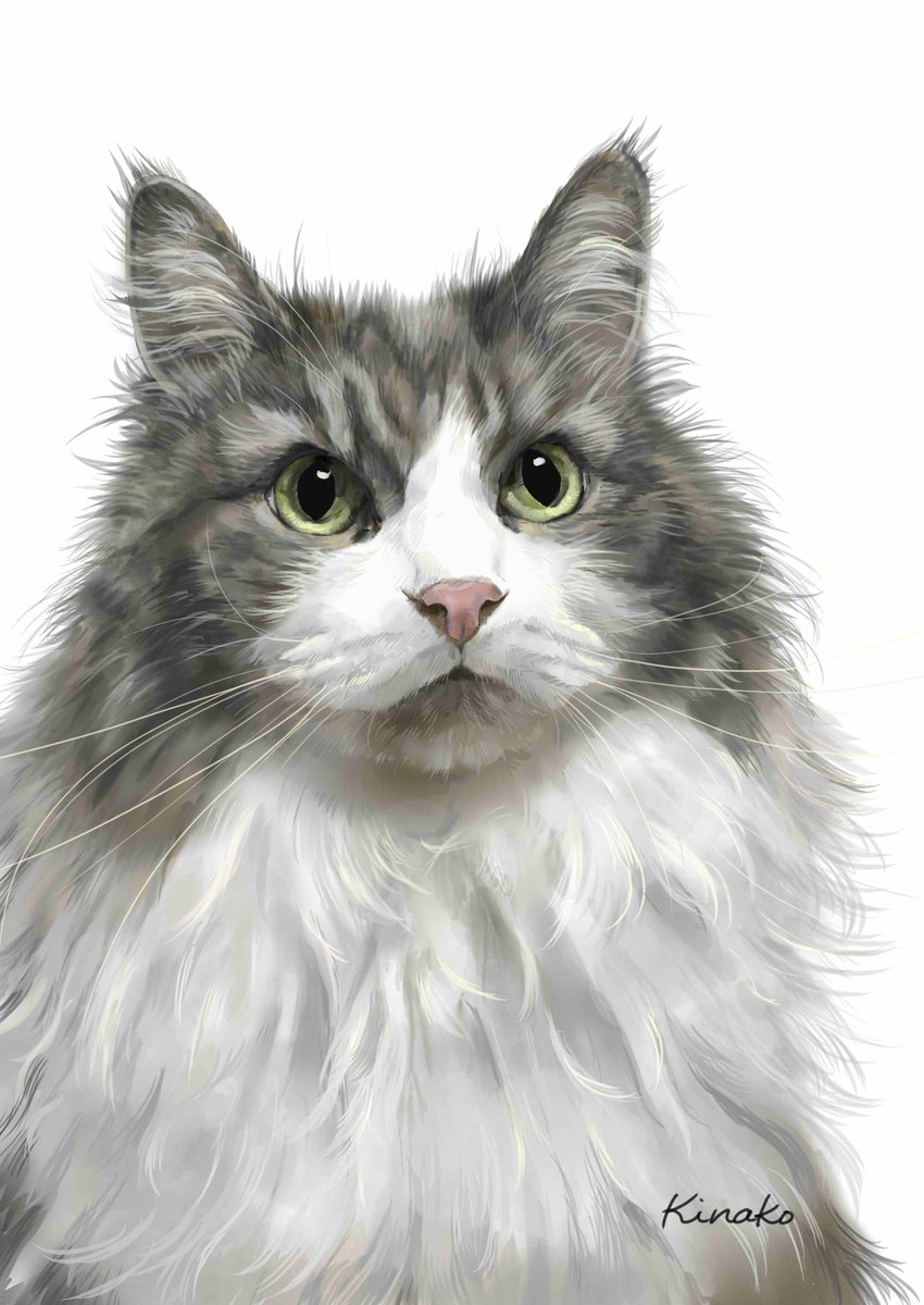 きなこ 猫の絵を描いています 絵が完成しました ノルにゃんこさんの ノルウェージャンのちょっと甘えん坊のフクちゃん 1月生まれの11歳です フワフワの美しい毛並み クリッとしたきれいな瞳 ノルウェージャンって ホントにきれい 猫絵 Cat