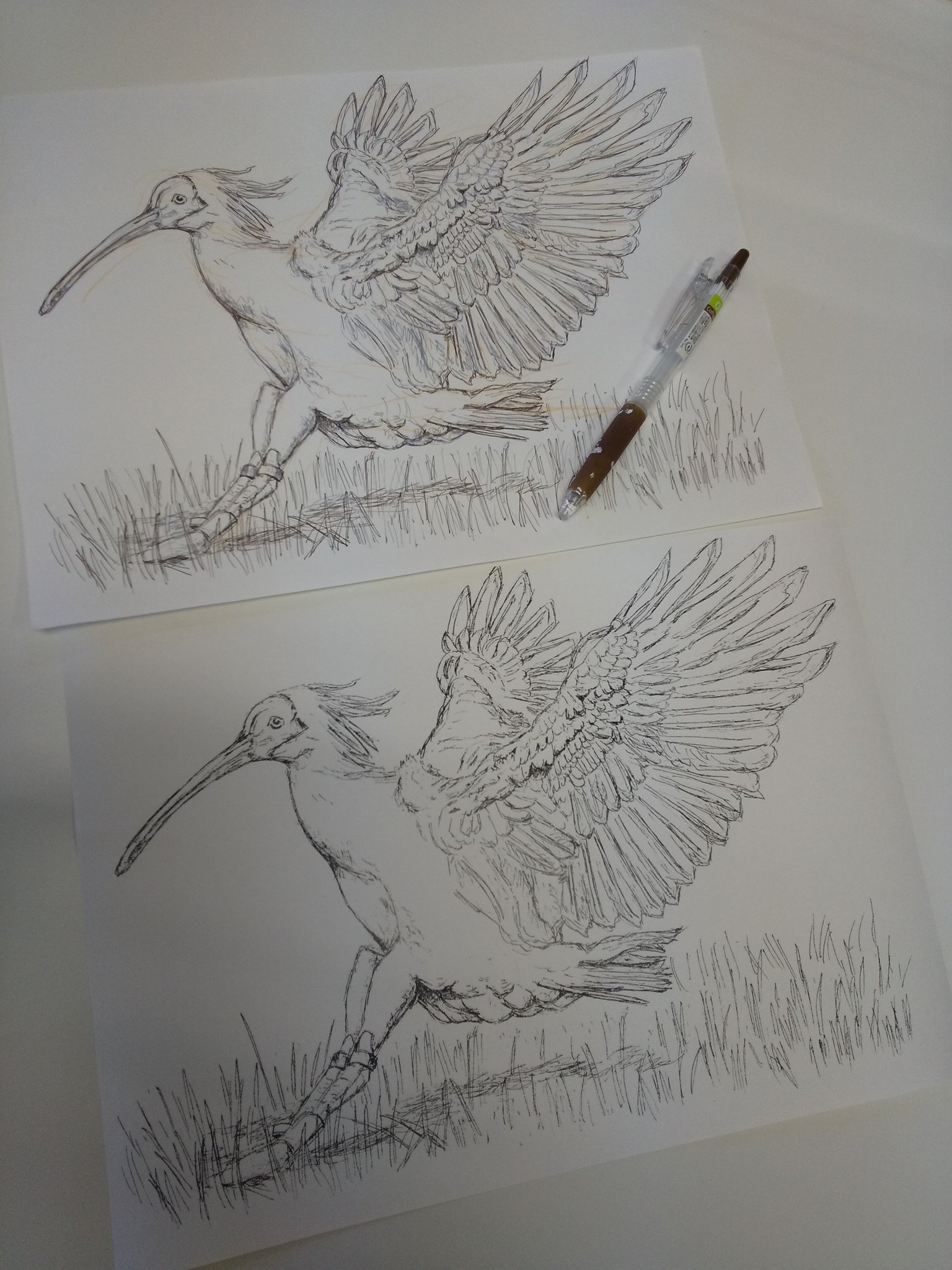 Twitter 上的 ねこい 元ギャラリーねこい 8月17日亀田イオンカルチャースクールで水彩色鉛筆塗り絵教室をします 本日のイラスト 卒業シーズンなので3月のひまわりクラブでのぬりえは 今っ羽ばたく時 朱鷺 な鳥さん系でした 鷲はリクエストで描いてみましたが