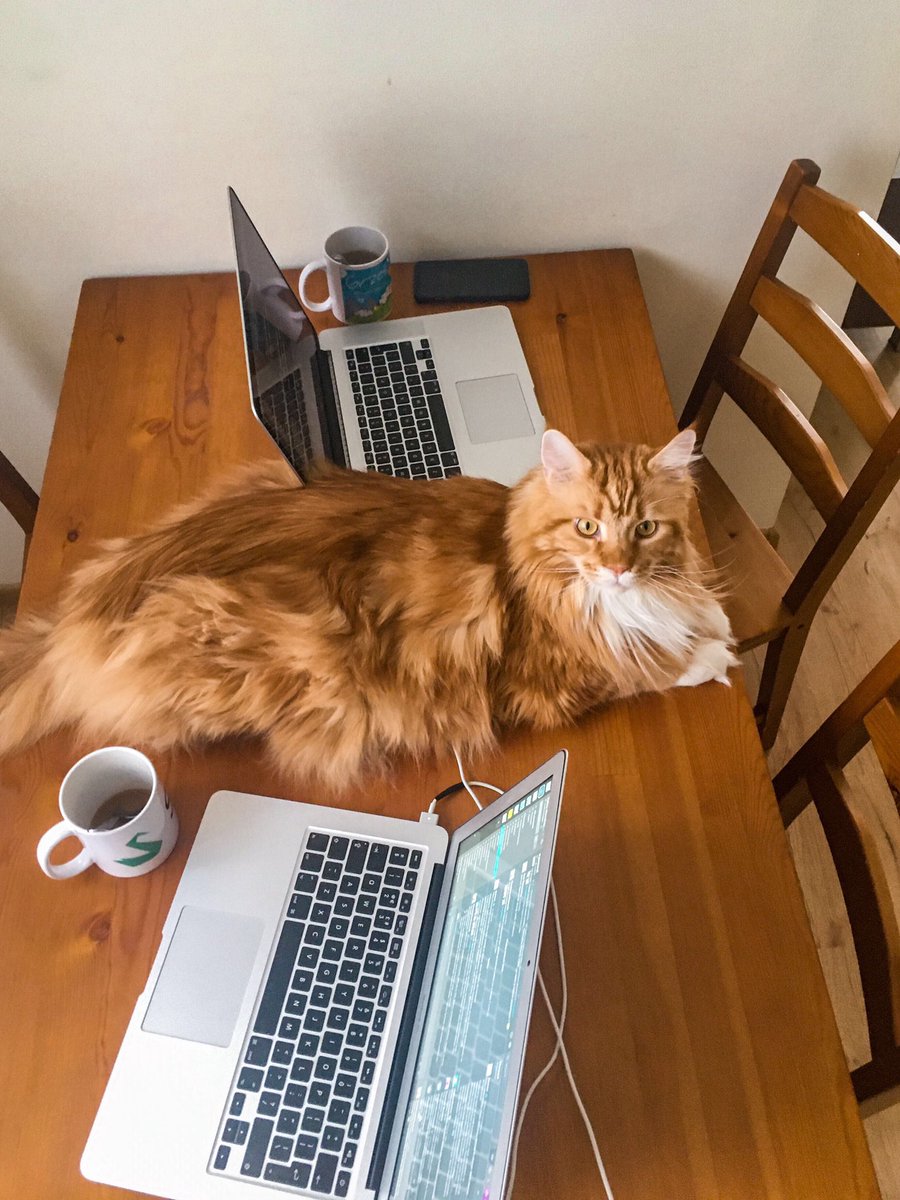 Sylius's tweet image. Hi folks! We hope you’re all safe and healthy. Our team is working from home but with the same level of productivity 💻 As you can see, our pet friends are more than happy to help 🐱😁