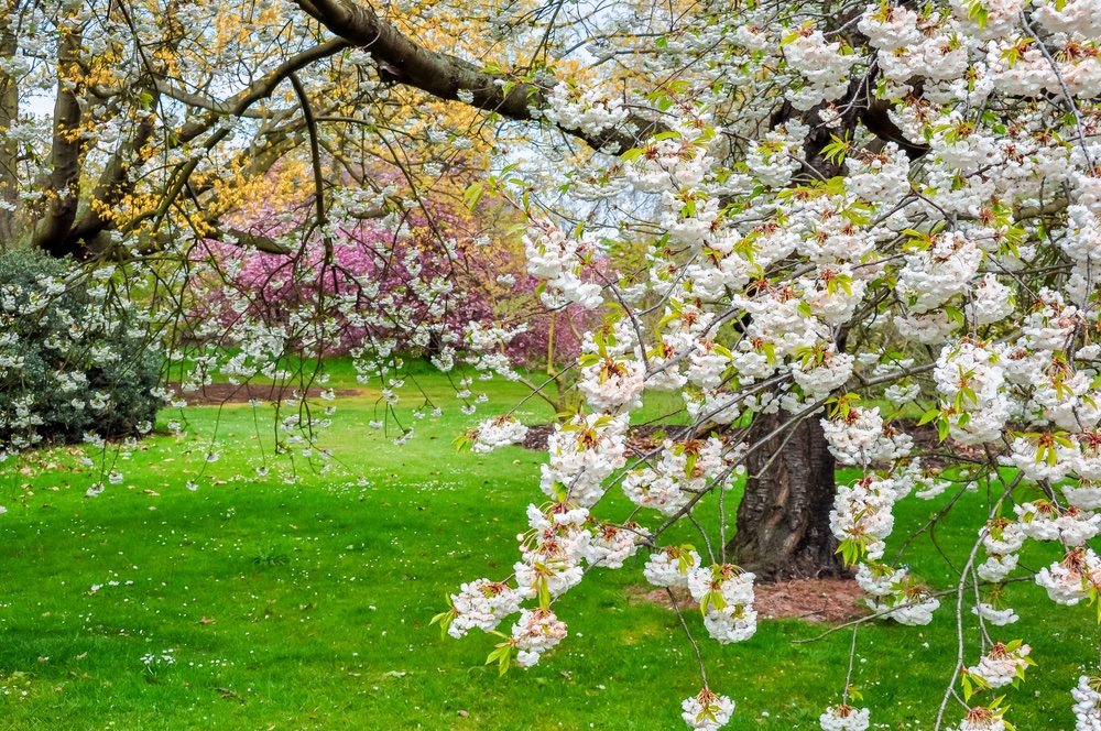 Reasons to stay cheerful: – Spring is most definitely in the air. Daffodils. Tulips. Blossom. Grass. The smell of grass. – Birds, returning to the UK full of song – Seedlings – Garden time – Tea. The existence of tea. The option for delicious biscuits with the tea.