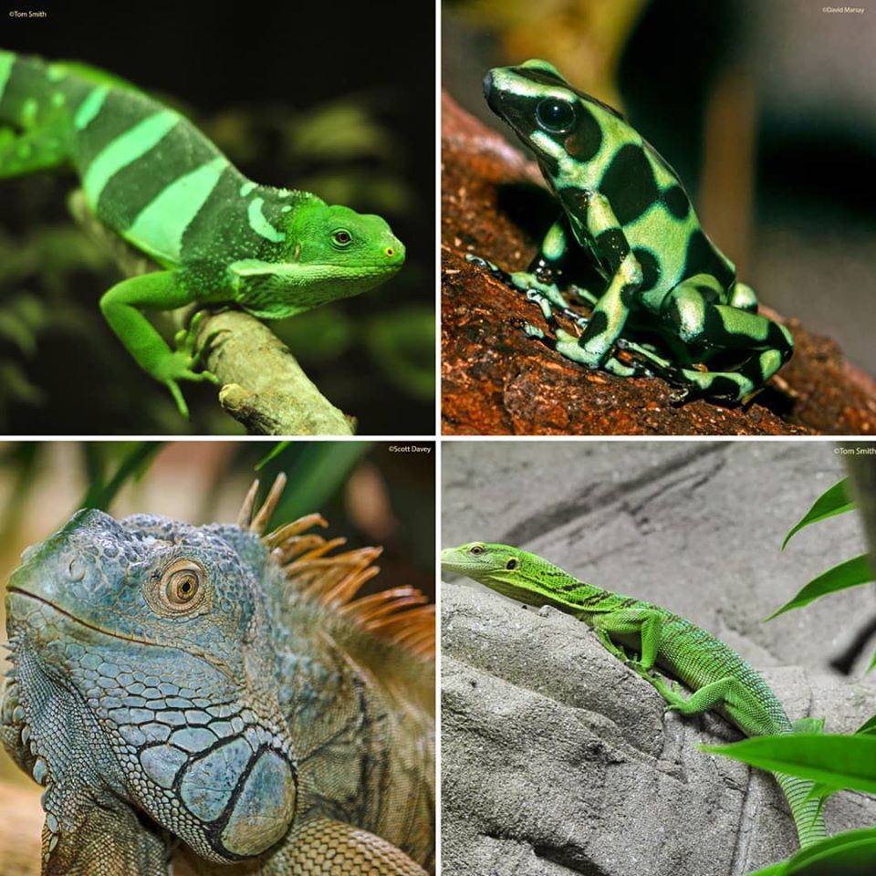ColchesterZoo's tweet photo. Our very own four leaf clover with our Fiji banded iguana, Poison dart frog, Green iguana & Emerald tree monitor. ππ¦ #Reptiles #Amphibians #HappyStPatricksDay #PaddysDay #ALittleBitOfLuck #ColchesterZoo https://t.co/KVCQ3Uo6pb