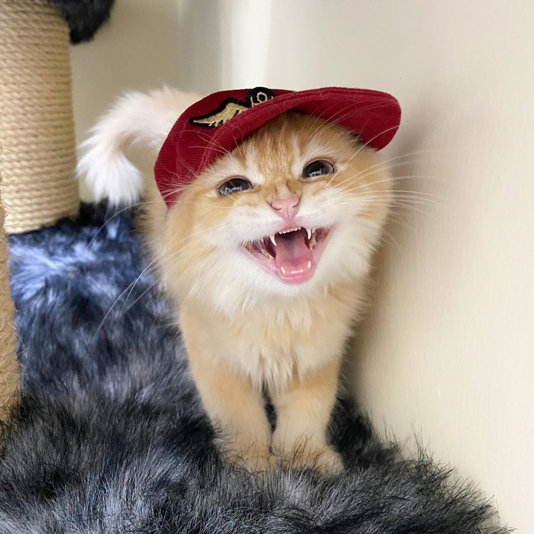 Meowed's tweet photo. From @supromothecat1: #meowed #meowedofficial #TheMeowedClub https://t.co/SkJ1raDSTE