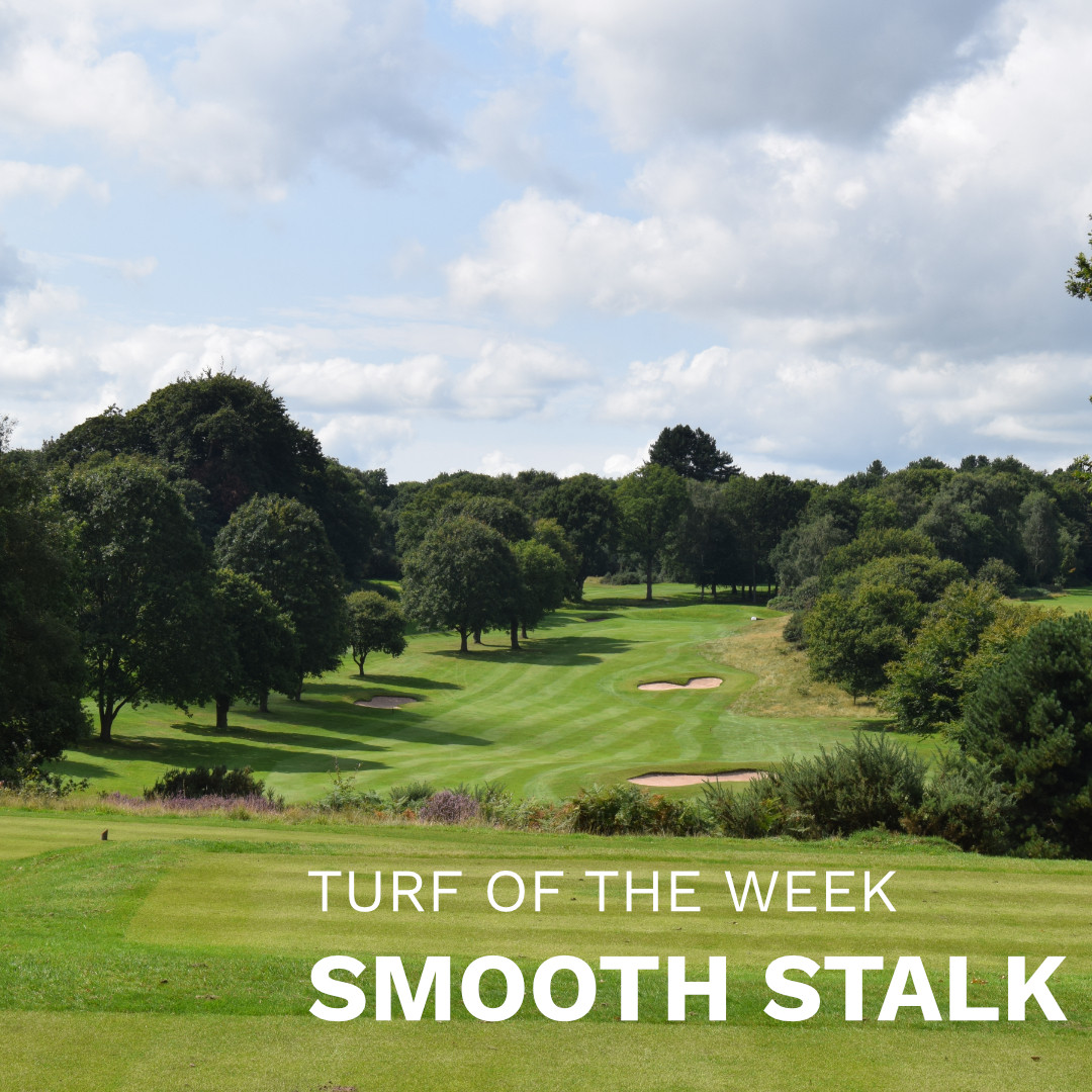 All Turf tweet media