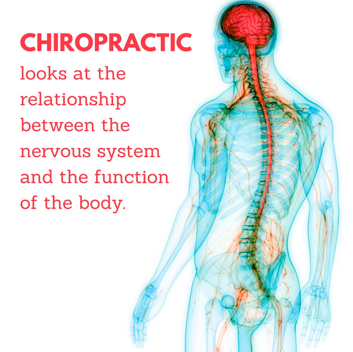 Chiropractic is an art, science, and philosophy that focuses on the relationship between the nervous system and function (health) of the body. #chiropractic #bodyfunction #health