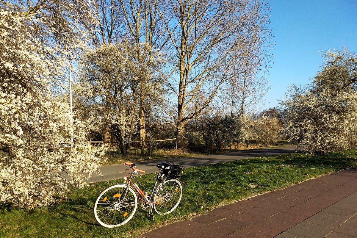 mo_jour's tweet photo. 💗Mal was #Schönes!
1. Allein unterwegs
2. mit der #Hercules durch blühende Landschaften: alte gräfliche #Obstbaum-Allee, #Mirabellen in #Warnemünde
3. 2-m-#Abstand hätte ich gerne immer. Sehr angenehm!
4. Die Sonne scheint. Endlich!
#COVID19 #fahrradalltag #rostock #wmnde https://t.co/8ZRwGpayK7