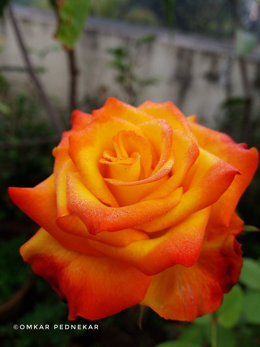 om4mahi's tweet photo. ❤SHOT ON SAMSUNG GALAXY ON 7 PRO❤
#Samsung #Galaxy #SamsungEvent #SamsungGalaxyOn7Pro #pune #photography #naturephotography #ROSE #naturelovers #nature #SamsungMobile #photographer #India #originalclick #evening #PhotographyIsArt #PhotoOfTheDay
@SamsungMobile @SamsungIndia https://t.co/OEZq9ENwxm
