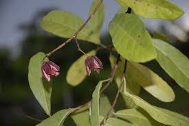 arbolespe's tweet photo. #Taque (Slonea amigalina) #Crestaegallo  F  Elaeocarpaceae. Arboles altos con hojas  de  nervaduras pinnadas y muy reticuladas,bordes dentados. Inflorescencias en racimos corola ausente aristas dehiscentes. Frutos cápsulas leñosas loculicidas, carnosos, anaranjado, rojo o blanco https://t.co/pWTrzF8V5W