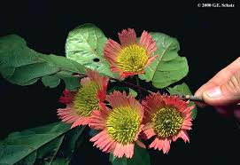 arbolespe's tweet photo. #Taque (Slonea amigalina) #Crestaegallo  F  Elaeocarpaceae. Arboles altos con hojas  de  nervaduras pinnadas y muy reticuladas,bordes dentados. Inflorescencias en racimos corola ausente aristas dehiscentes. Frutos cápsulas leñosas loculicidas, carnosos, anaranjado, rojo o blanco https://t.co/pWTrzF8V5W