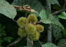 arbolespe's tweet photo. #Taque (Slonea amigalina) #Crestaegallo  F  Elaeocarpaceae. Arboles altos con hojas  de  nervaduras pinnadas y muy reticuladas,bordes dentados. Inflorescencias en racimos corola ausente aristas dehiscentes. Frutos cápsulas leñosas loculicidas, carnosos, anaranjado, rojo o blanco https://t.co/pWTrzF8V5W