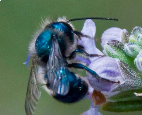 HiveBook's tweet photo. We 💙 this Blue orchard bee, Osmia lignaria 🐝 They are solitary pollinators native to North America, suited to orchards & forage in cooler spring weather. They nest in reeds & natural holes, creating individual cells for their brood which are separated by mud dividers #hivebook https://t.co/Qjiz49Qqgo