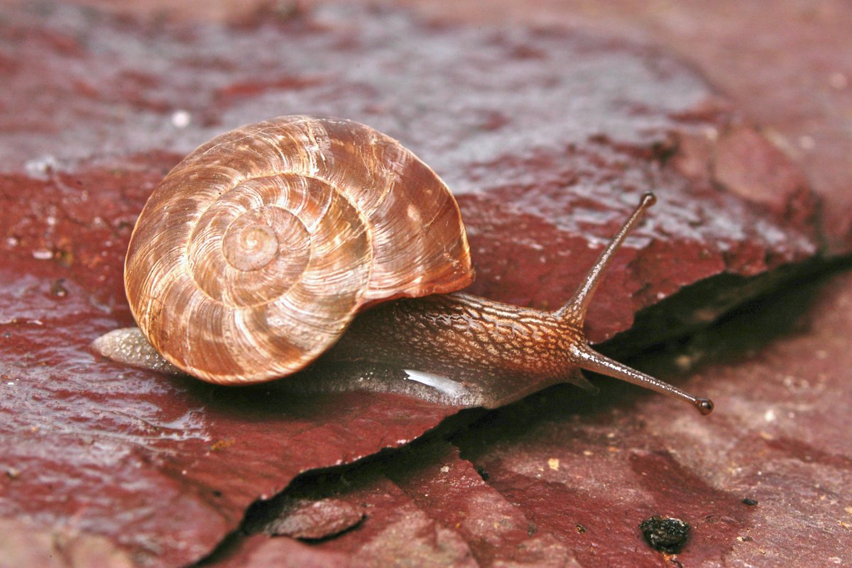 Comme le Maillot des pélites (Solatopupa cianensis) et la Marbrée des pélites (Macularia saintivesi), deux escargots strictement endémiques des Gorges de Daluis et du Cians... je reste dans ma maison ! 😉
#iorestocasa #jerestechezmoi 

<a href="/InterregALCOTRA/">Interreg ALCOTRA</a> <a href="/PITER_ALPIMED/">PITER ALPIMED</a>