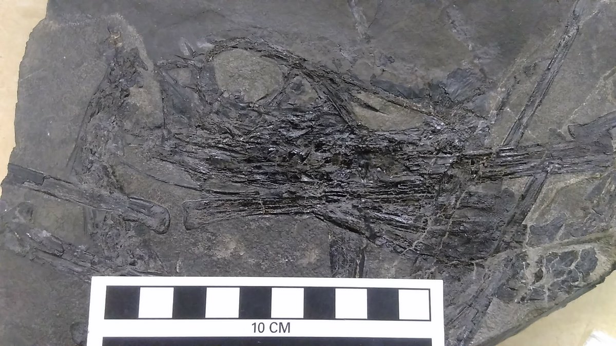 A: Austriadactylus "Austria finger". One of the oldest pterosaurs at ~208 Ma, lived in what is now the Italian and Austrian alps. ~1 m wingspan and a pronounced cranial crest. I sampled the holotype from  @SMNStuttgart for my PhD in February 2018. 2/n