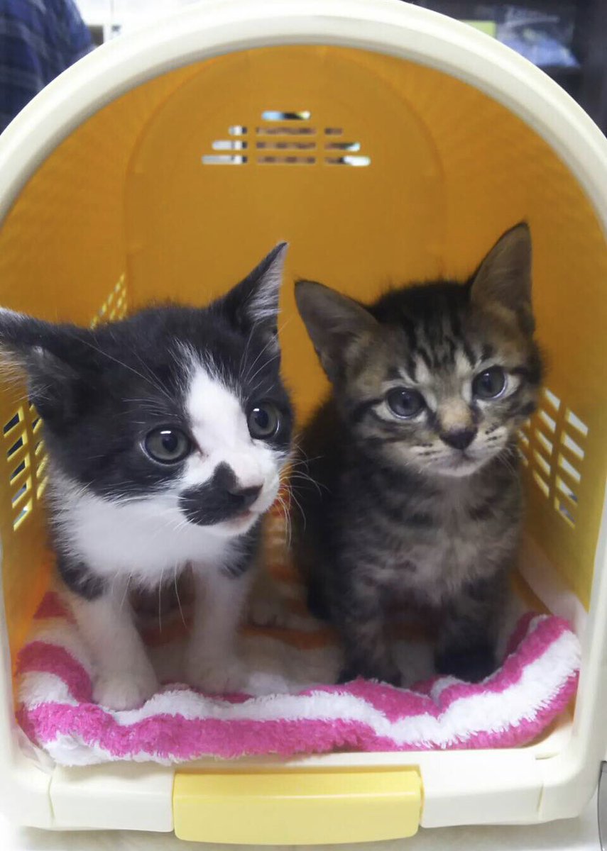 Everypawdy 公式 お振込口座 ゆうちょ銀行 金融機関コード9900 記号番号 ー 加入者名 エブリパウディ 店名 七八 店番 078 預金種目 普通預金 口座番号 Everypawdy 保護猫 ご寄付のお願い T Co Dhqmm6r4dg Everypawdy 公式 お振込口座 ゆうちょ銀行 金融機関コード9900 記号番号 ー 加入者名 エブリパウディ 店名 七八 店番 078 預金種目 普通預金 口座番号 Everypawdy 保護猫 ご寄付のお願い T Co Dhqmm6r4dg