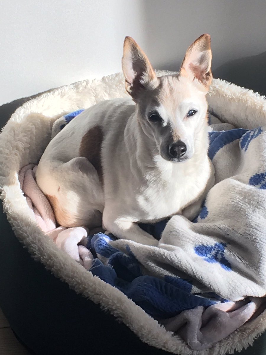 Buh2001j's tweet photo. @ChuckWendig Dogs as currency? I can’t spend my best friend 😢 https://t.co/YaMANmHFcg