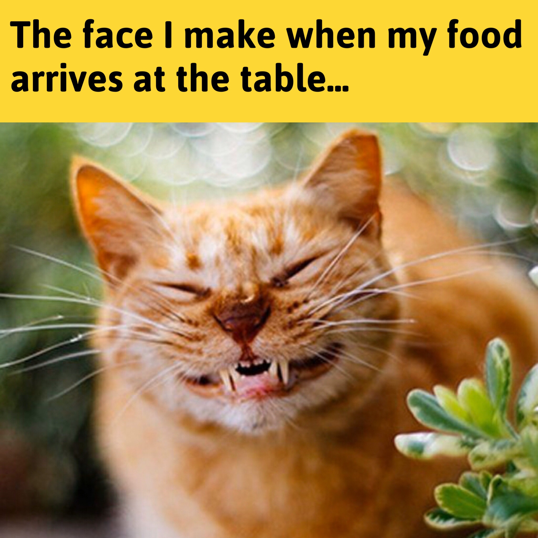 Chakalakanq The My Food Has Arrived Face Foodmeme Funny Meme Cat Tuesdaymotivation T Co Vdunlezexu Twitter