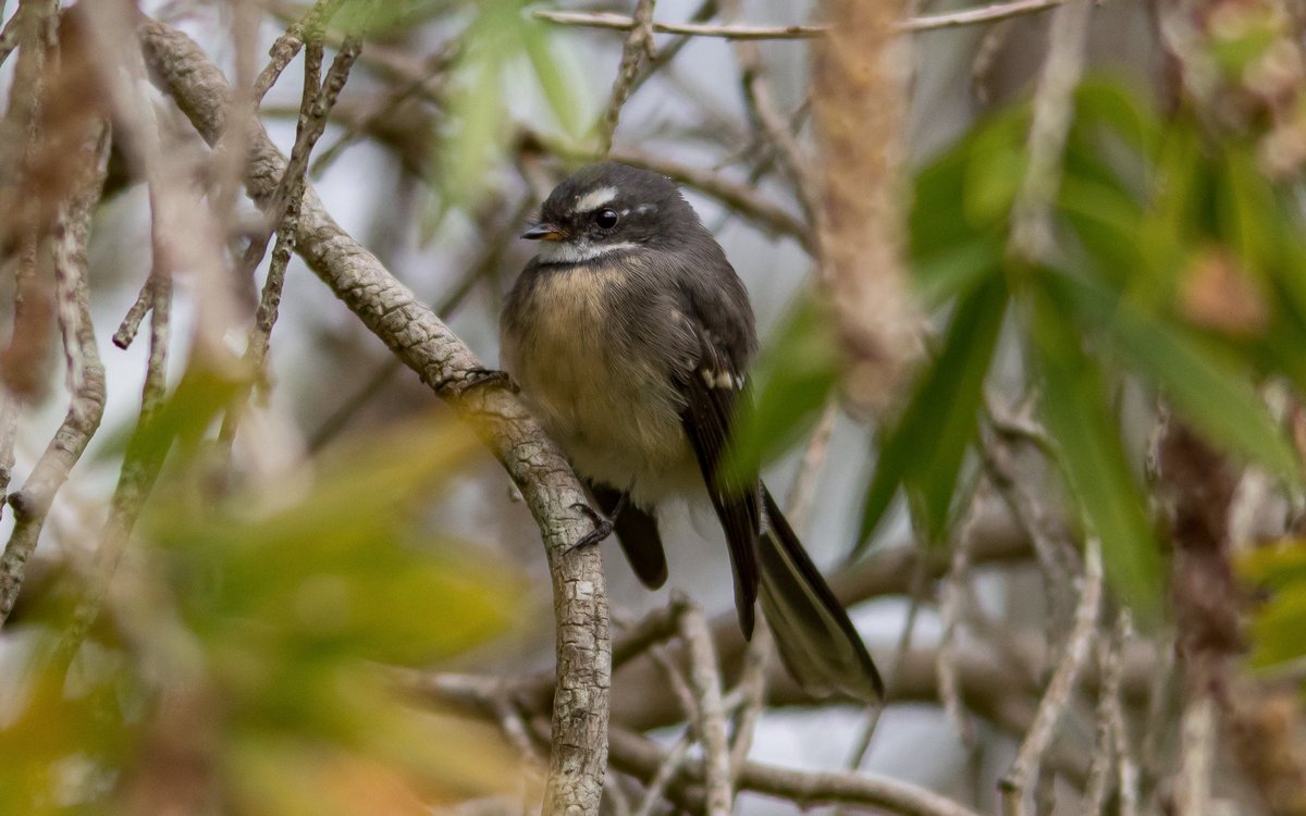 Amongst all the stress & worry at the moment, I think we need a little bird therapy so here is a cute #greyfantail 🐦 #WildOz