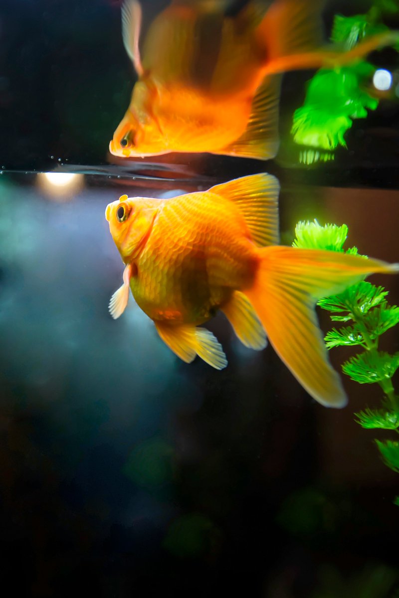 あべの金魚カフェ