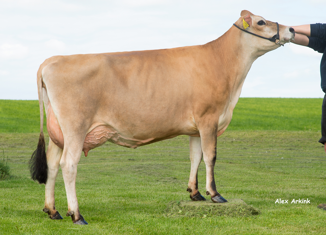 GenusABS's tweet photo. Jersey Sires in the Spotlight!
🐮VJ ZOLT🐮 is ranked No.7 proven SCI bull for all breeds with an SCI of £435.Zolt is our top Jersey bull for improving dtr fertility +16.0 Fertility Index.He improves lifespan by +176 days &amp; offers +0.49% fat &amp; +0.22% protein  #BlockCalvingGenetics https://t.co/Vt1JzzEXuf