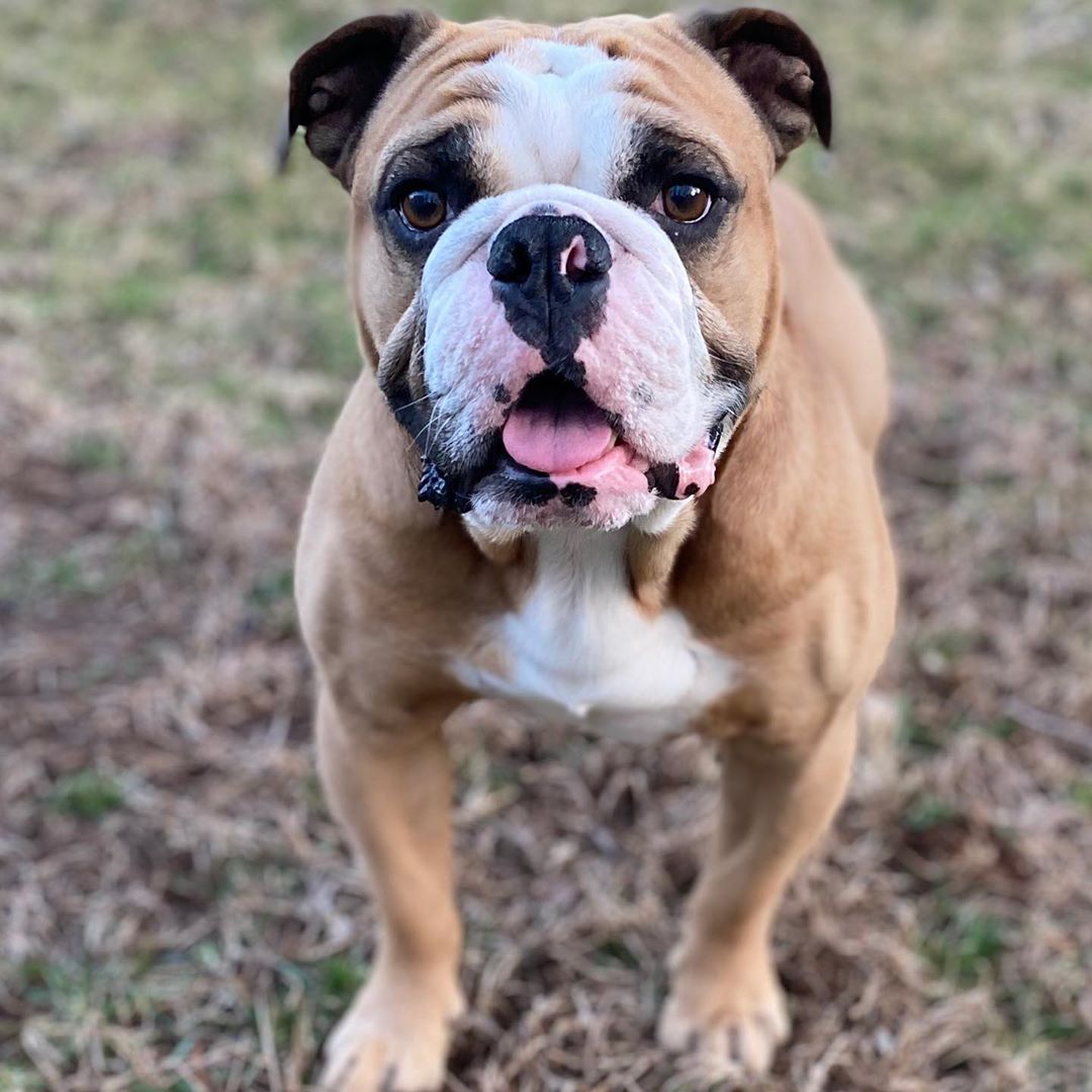 “Stay home. Stay calm. Stay Handsome.”⁣
⁣⁣
— Walter, Handsome Dan XVIII⁣⁣
⁣⁣
Good advice for all of us! ⁣#yale