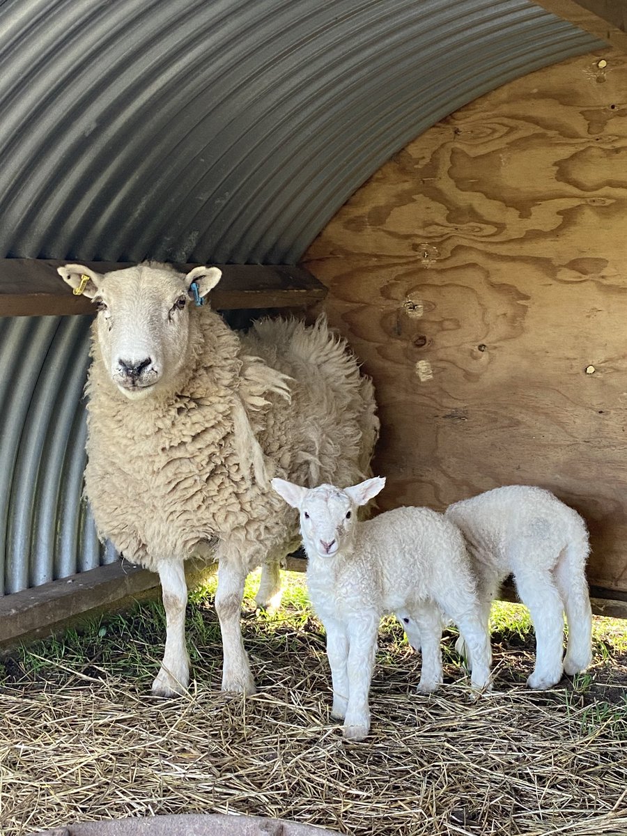 OriginalFloss's tweet photo. Early arrivals - lambed herself in the wee hours with no help out on the meadow &amp; now has the lambing field all to herself &amp; her two perfect lambs. #lambing2020 #ewelamb #ramlamb #lleynx #beltex #lambs #dayold #fresh #sheep24 #sheep365 #lambing #outdoorlambing https://t.co/1T8NxisyV1