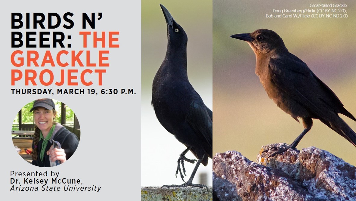Audubon Southwest (@audubonsw) on Twitter photo March 19, 6:30 pm: Join us for our first online Birds n’ Beer, featuring The Grackle Project, presented by <a href="/kbrenmc/">Kelsey McCune</a>. BYOB! Register for the webinar here: audubon.zoom.us/meeting/regist… Or join us on Facebook Live (@AudubonAZ). March 19, 6:30 pm: Join us for our first online Birds n’ Beer, featuring The Grackle Project, presented by <a href="/kbrenmc/">Kelsey McCune</a>. BYOB! Register for the webinar here: audubon.zoom.us/meeting/regist… Or join us on Facebook Live (@AudubonAZ).