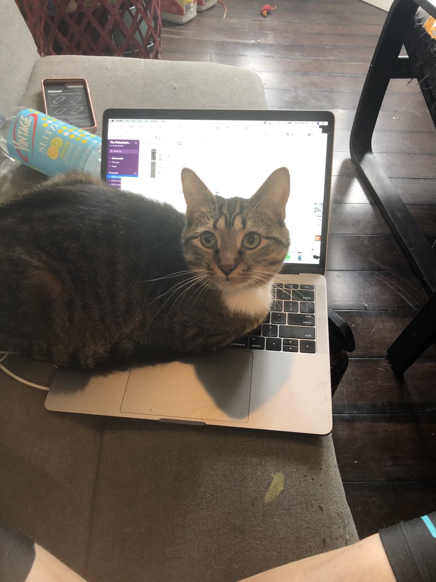 Molly Eichel tweet media