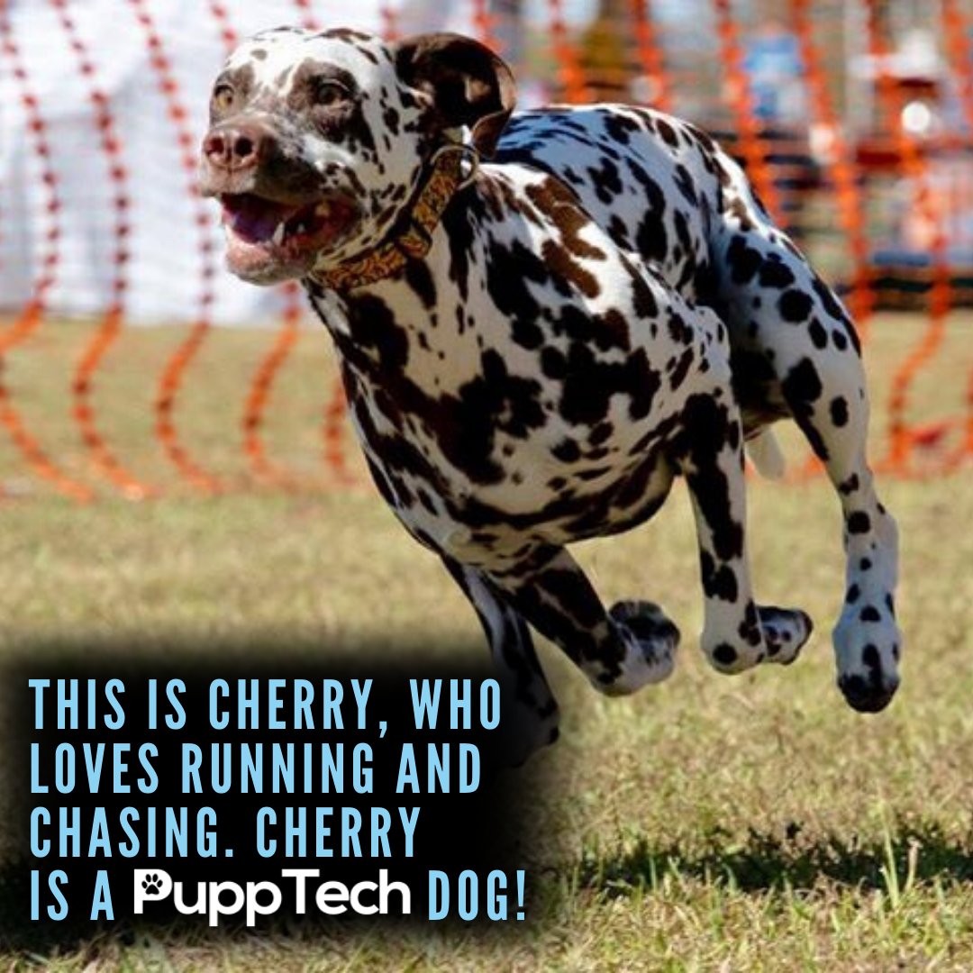 PuppTech's tweet image. 