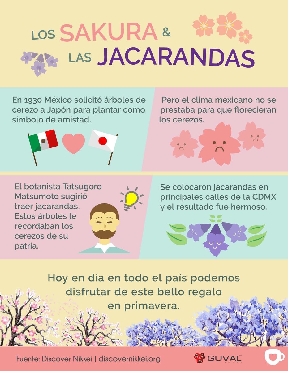 KimasuMx's tweet photo. Los sakura y las jacarandas https://t.co/g9OZOHSCDa
