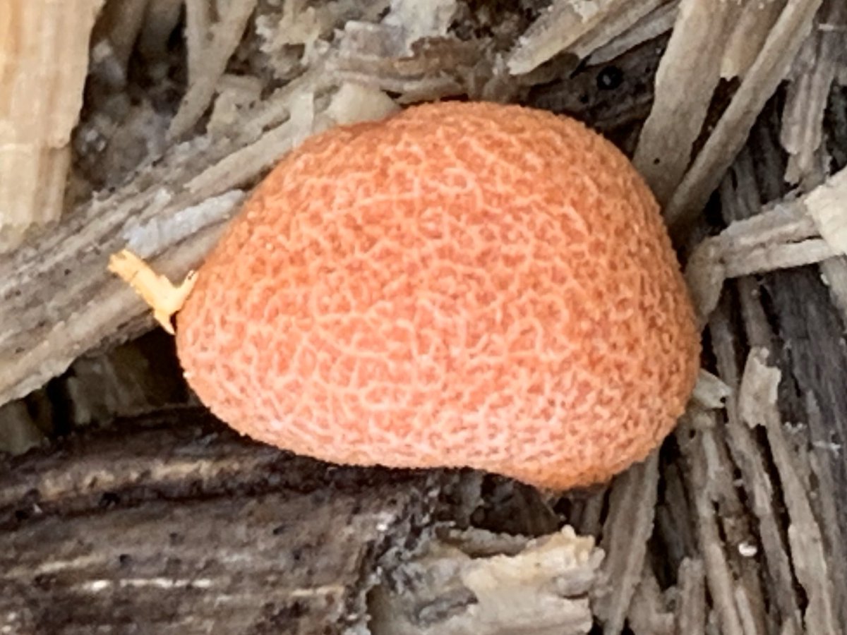 nature2ublog's tweet photo. Not an easy time for anyone, I wish everyone well! Re #ClimateChange and #Biodiversity2020 it is Orange Day in Prince’s Covert #Surrey #UK with this fresh Wolf’s Milk #slimemold and more Eyelash #fungus @iNatureUK https://t.co/uPeoM1gYcv