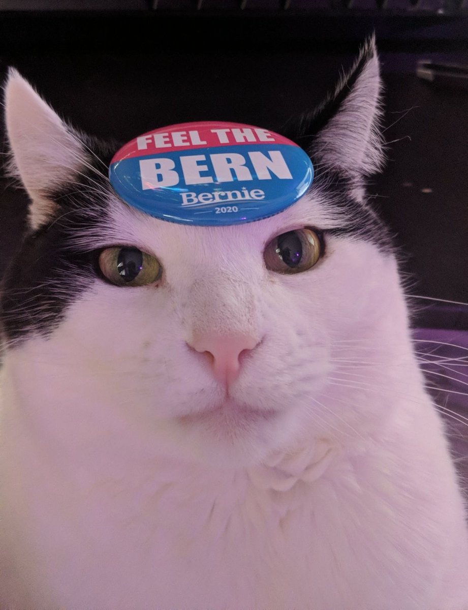 MrCommandro's tweet photo. Another election, another vote for Bernie Sanders! Been feeling this Bern for 5 years now! Even my cat is feeling it! #BernieForPresident #IllinoisPrimary #catsforbernie #BernieSanders https://t.co/2MCLV41xrg