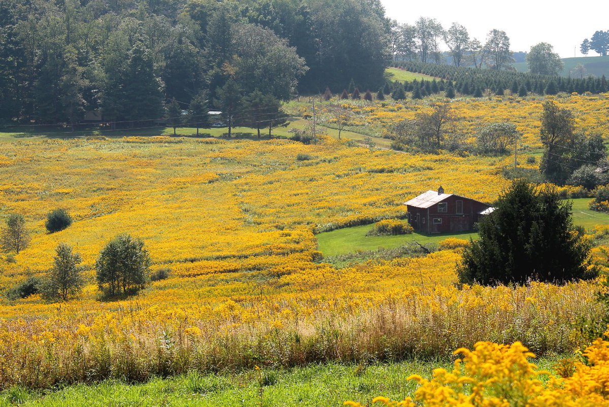 Picture for today: Endless goldenrod flowers at an empty farm field in Potter County, PA during early September 2015
