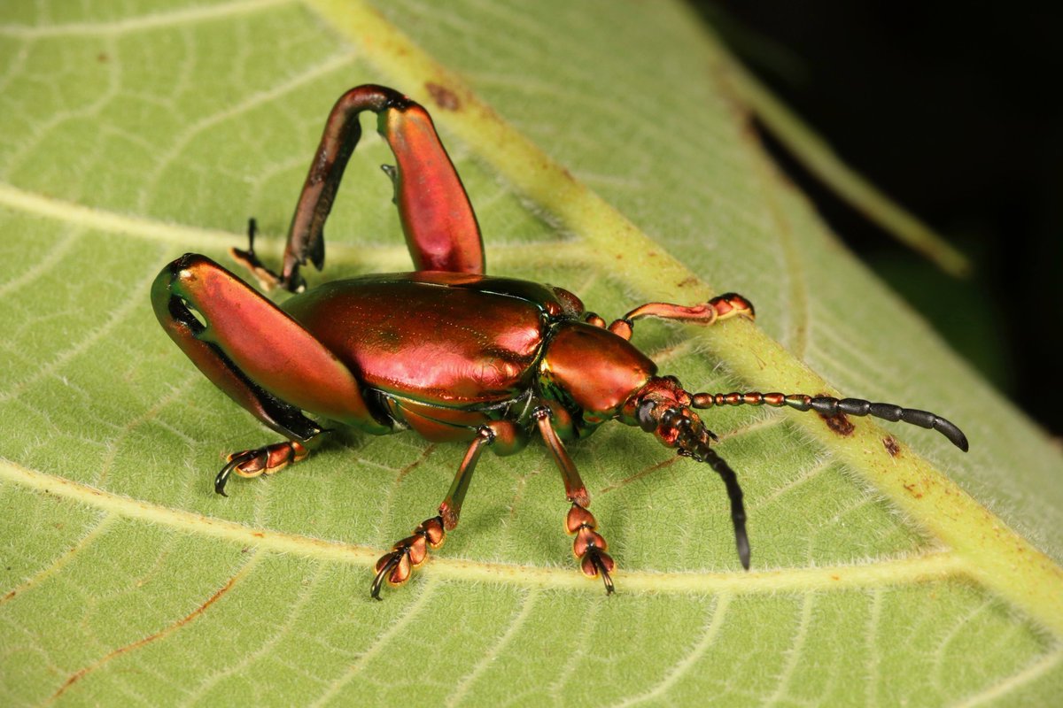 TrulyNolen's tweet photo. TRULY close-up RT @sinobug: Frog-legged Leaf #Beetle (Sagra femorata, Chrysomelidae)
https://t.co/hk5NjODHHC
#insect #China #Yunnan #itchydogimages #Coleoptera #entomology #doyouliftbro #legday https://t.co/vk0TZv9xIx
