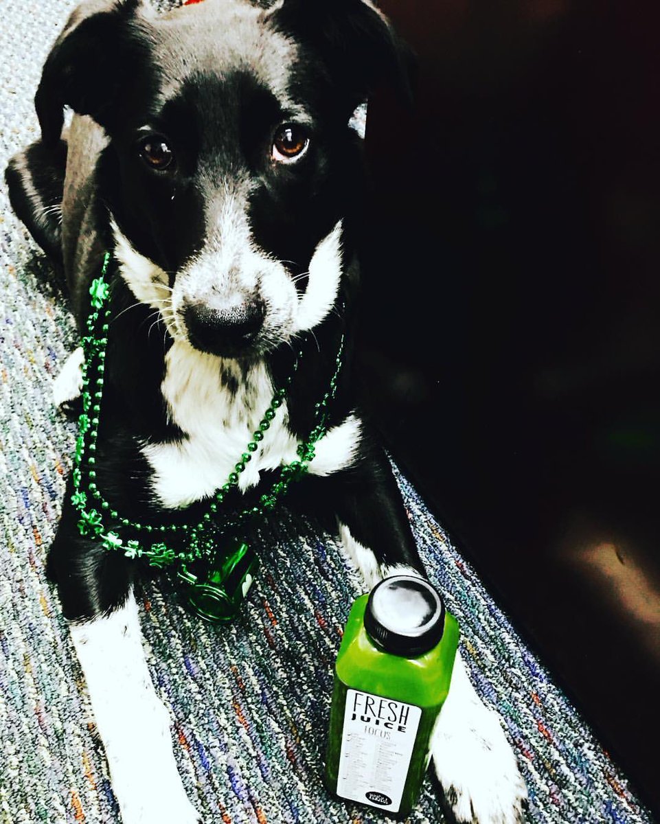 mvp_plastics's tweet photo. Happy St Patrick’s Day ☘️ 

#stpatricksday #dogsofinstagram #coldpressed #greenjuice #cleanse #bottle #packaging https://t.co/cCCE3pvZan