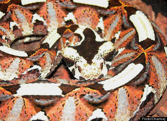 yestertec's tweet image. Discover how YesterTec's Stealth Kitchen Modules can allow kitchens to blend into their immediate environment in a way similar to this Viper's ability to disguise itself. Go to YesterTec's You Tube channel and view the Stealth Kitchen Modules video at arcat.com/arcatcos/cos38…