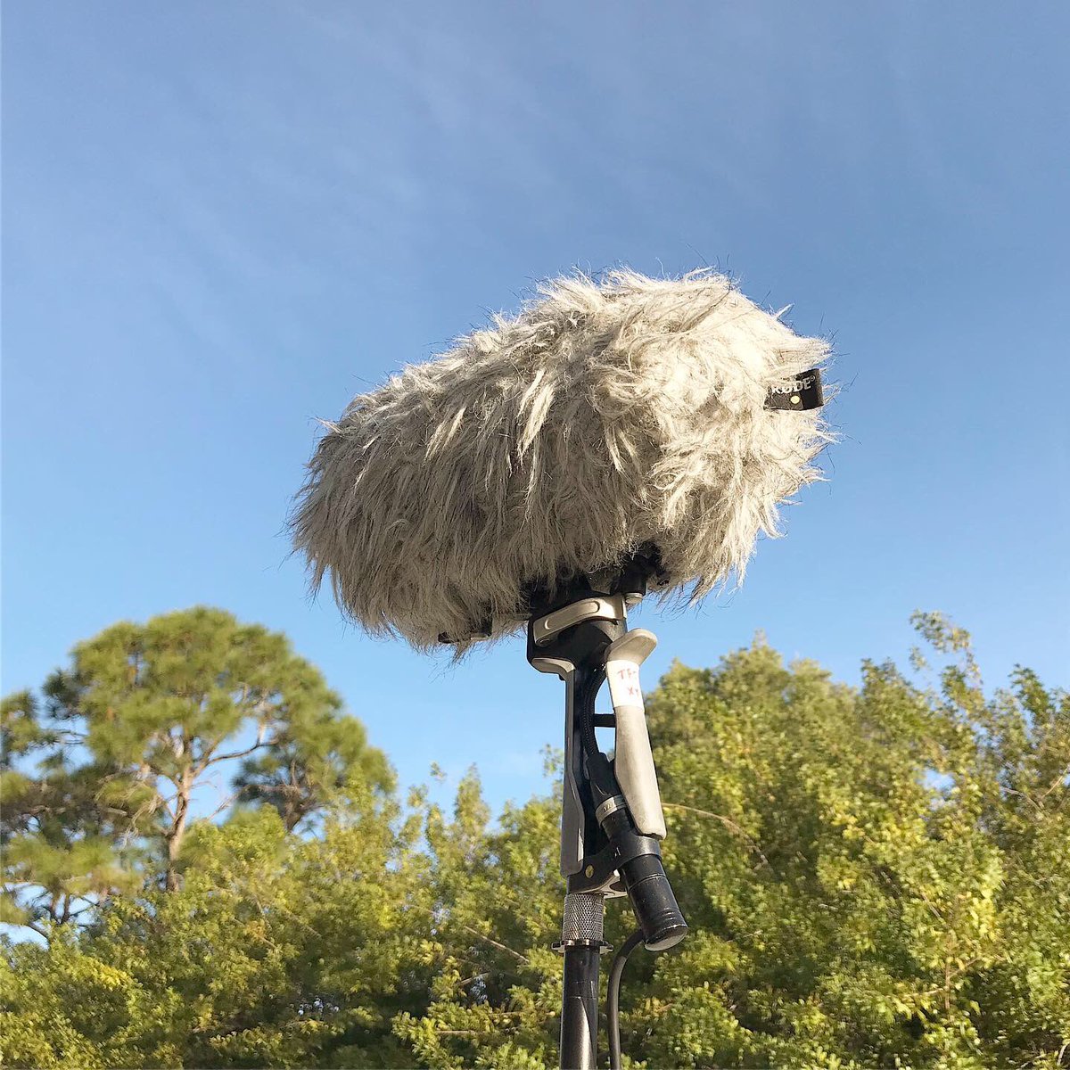 watsonwu's tweet photo. RØDE TF-5 mics inside Mini-Me RØDE Blimp for more morning ambience recordings. Love these mics 🔊🔊👍🏻👍🏻
#rodetf5 #minimerodeblimp #rodemic #tonyfaulkner #soundengineer #fieldrecording #sounddesign #soundeffects #gameaudio #audioforgames #gamesound #tvsound #filmsound #traveler https://t.co/gXKPf2nNZN