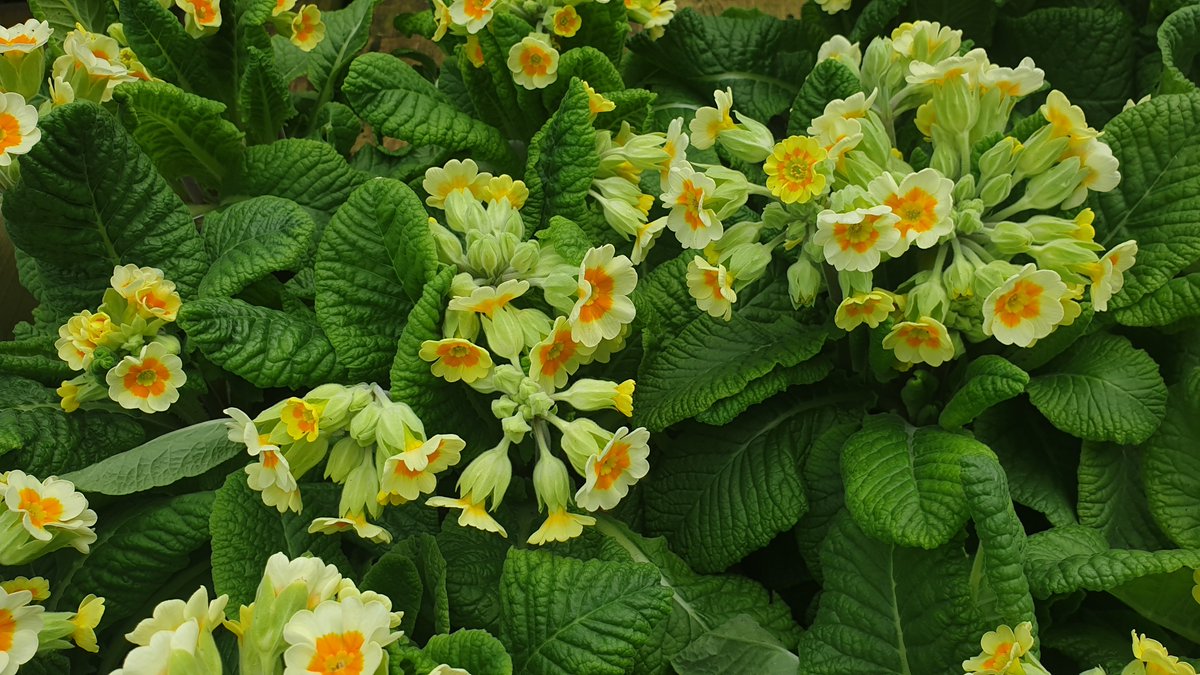 primcottnurs's tweet photo. Primula veris 'Lime Orange' ..Cowslip with a difference https://t.co/OAy6JAk65N