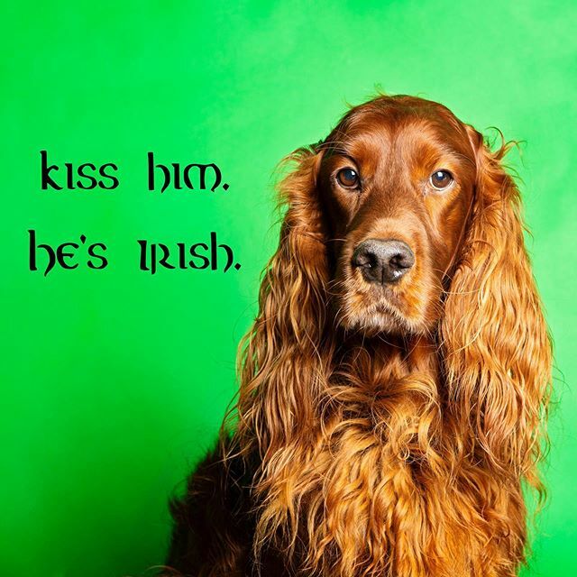EdwardtheSetter's tweet image. Happy Saint Patrick’s Day to you all! From one gorgeous Irish to all the rest of you out here #edwardthesetter #irishsetter #redsetter #stpatricksday #happystpatricksday #kisshimhesirish