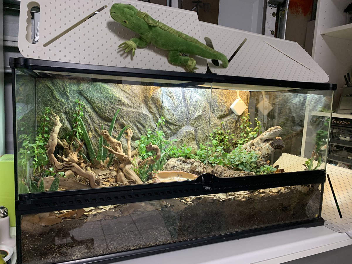 bearded dragon bioactive enclosure