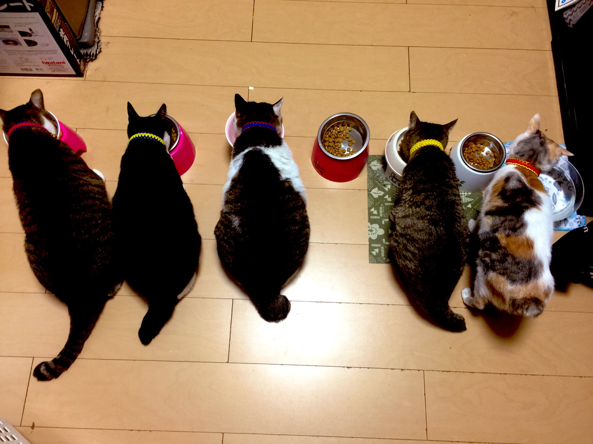 ドッグシッター Twitter Search Twitter