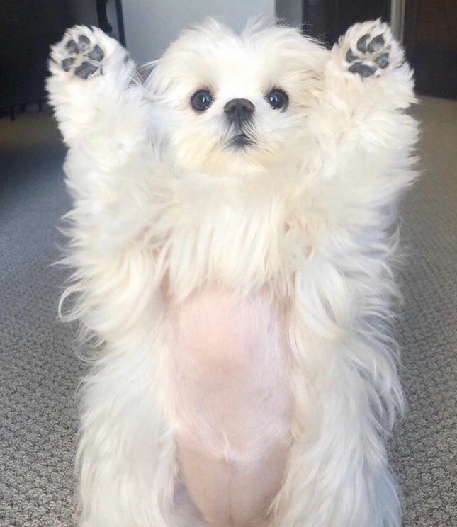 강민희 모에화봇 (@_cute_mini) on Twitter photo 