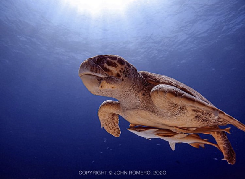 OceanaBelize's tweet photo. #Belize is home to 3 commonly seen sea turtles species: Hawksbill, Green and Loggerhead. All of these species are vulnerable to indiscriminate fishing gear like gillnets. The time is now - let's #stopthenets. 

📸: John Romero https://t.co/7bBkT5H0E2