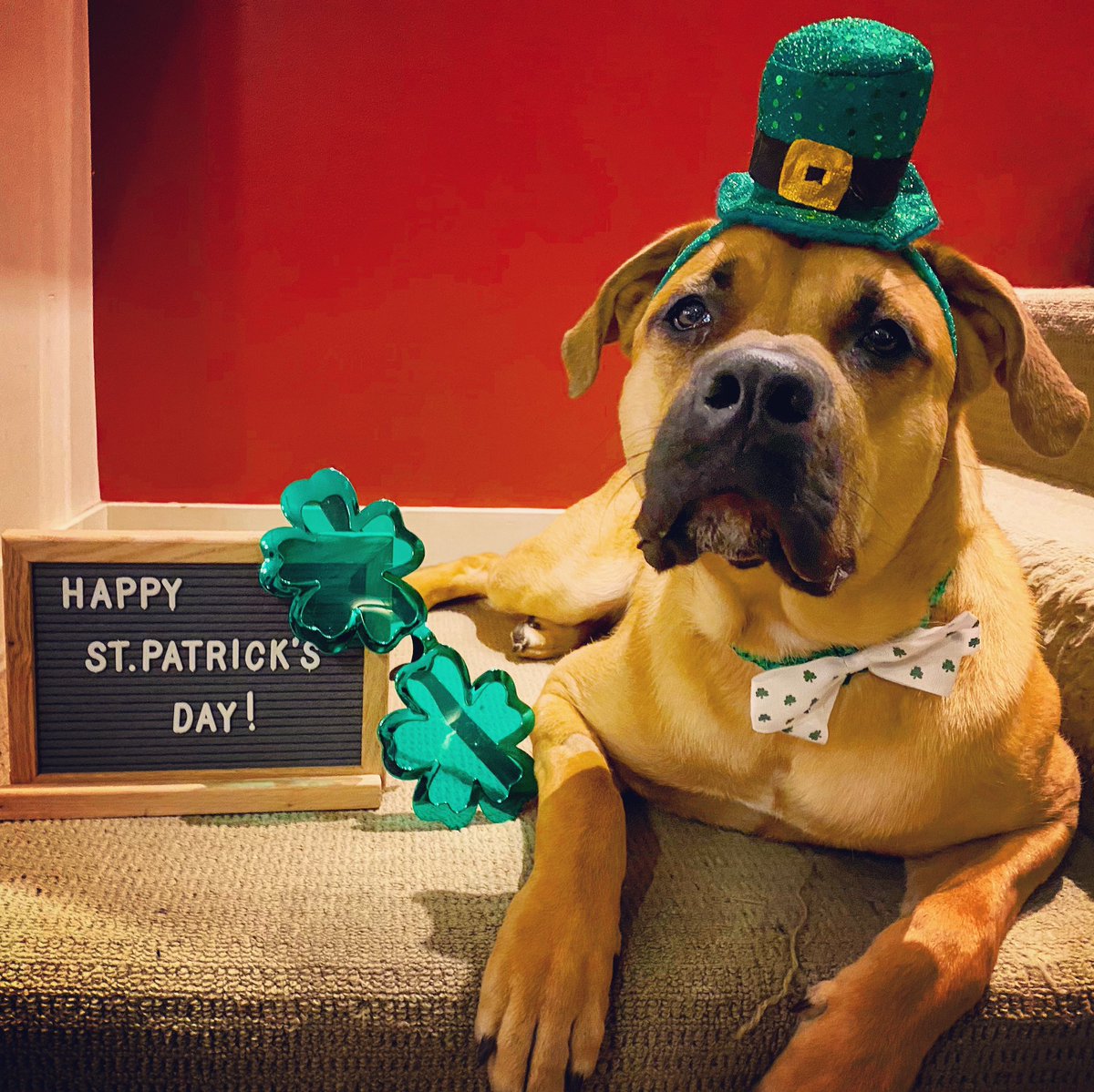 Rhys604's tweet photo. ❤️🍀🐕☘️
#StPatricksDay #StPatricksDay2020 #Dogs #dogsoftwitter #bigdogs #bigdogsoftwitter #adoptdontshop https://t.co/rzNwYythUy