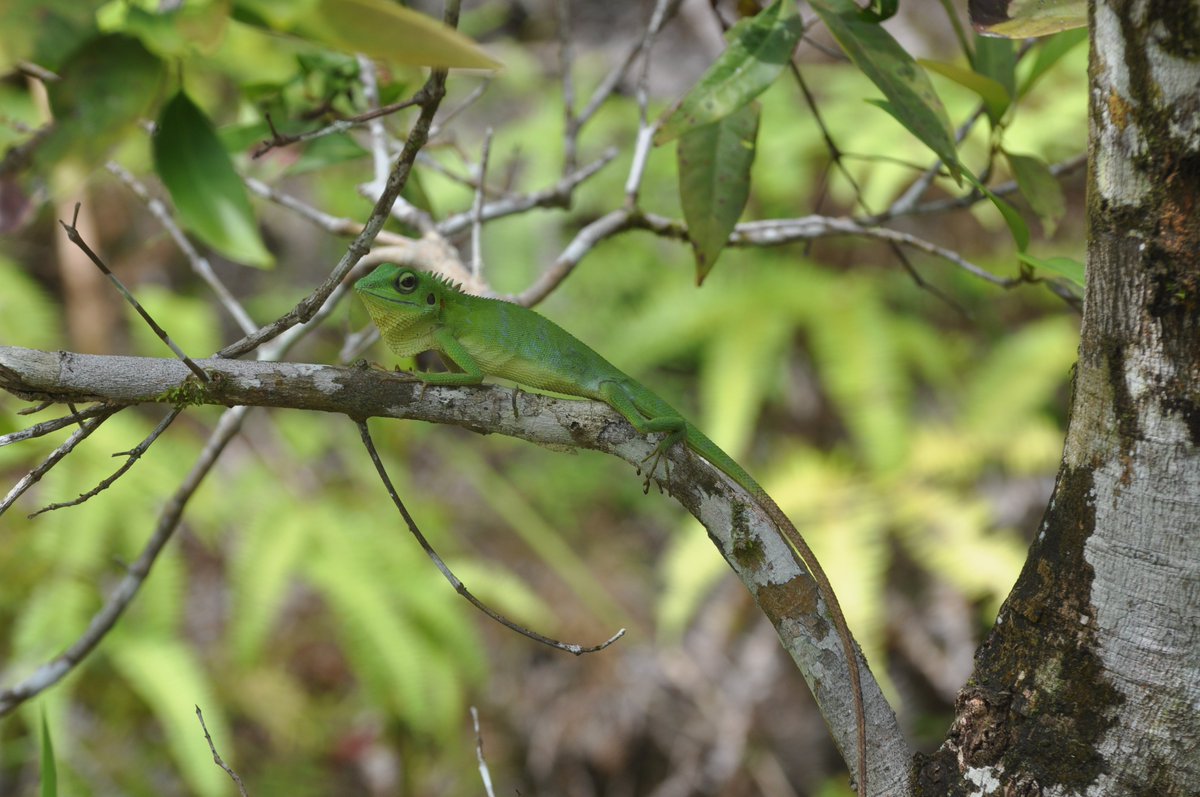luisrpertierra's tweet photo. I'll be posting daily 📷 of amazing species to share their beauty &amp; push #Biodiversity 2030 Goals. Join this! My #366specieslist starts with this Agamid (Borneo16) that we friendly nicknamed as "Maggie Simpson" on which I totally lost a discusion with @3D_Olga on its taxoID 😅 https://t.co/wCKSiUdkPf