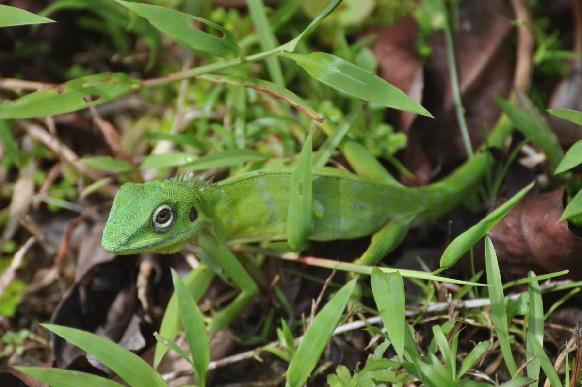 luisrpertierra's tweet photo. I'll be posting daily 📷 of amazing species to share their beauty &amp; push #Biodiversity 2030 Goals. Join this! My #366specieslist starts with this Agamid (Borneo16) that we friendly nicknamed as "Maggie Simpson" on which I totally lost a discusion with @3D_Olga on its taxoID 😅 https://t.co/wCKSiUdkPf