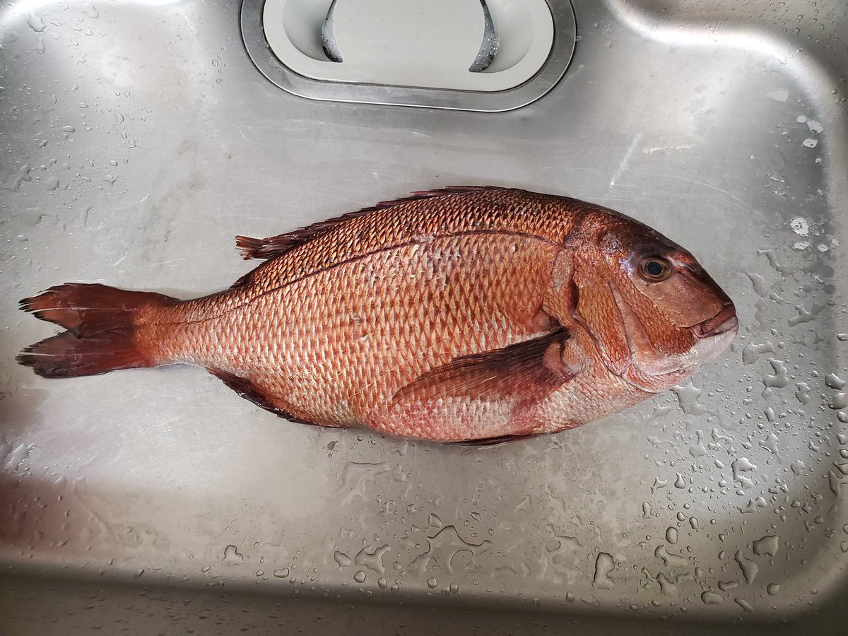 Amakann 宇和島の巨大養殖真鯛を4日熟成させて刺し身と鯛めし 養殖はエサ の匂いが出てきて熟成に向かないっていうけど この養殖場は餌にも気を配ってるみたいでうまく出来た Amakann 宇和島の巨大養殖真鯛を4日熟成させて刺し身と鯛めし 養殖はエサ の匂いが出てきて熟成に向かないっていうけど この養殖場は餌にも気を配ってるみたいでうまく出来た
