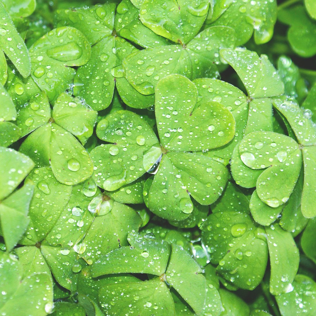 Happy #StPatricksDay from the Mayoral Dermatology team! We feel lucky to share our offices with all of you and look forward to helping you achieve your #SkinGoals this year. ✨ #MayoralDerm #LoveYourSkin