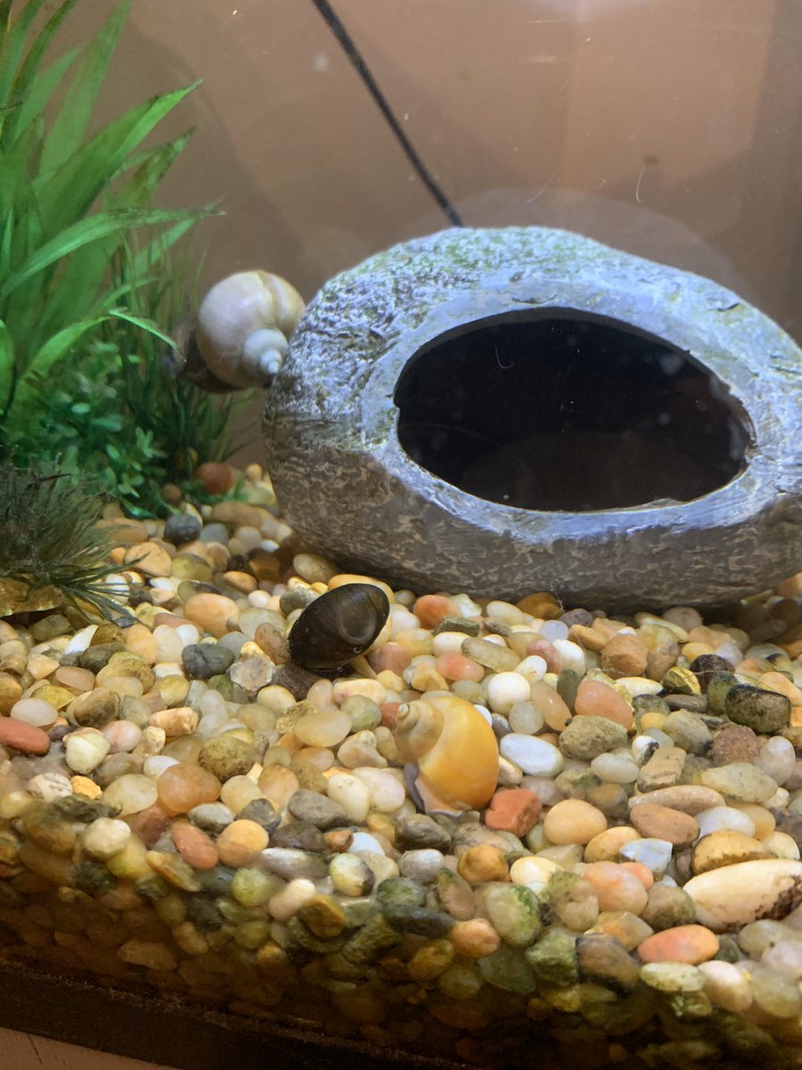 I brought my class snail home yesterday and figured he would be missing his students, so I bought him two new friends! Meet Pascal and Sabine! <a href="/pascalandsabine/">Pascal & Sabine</a>