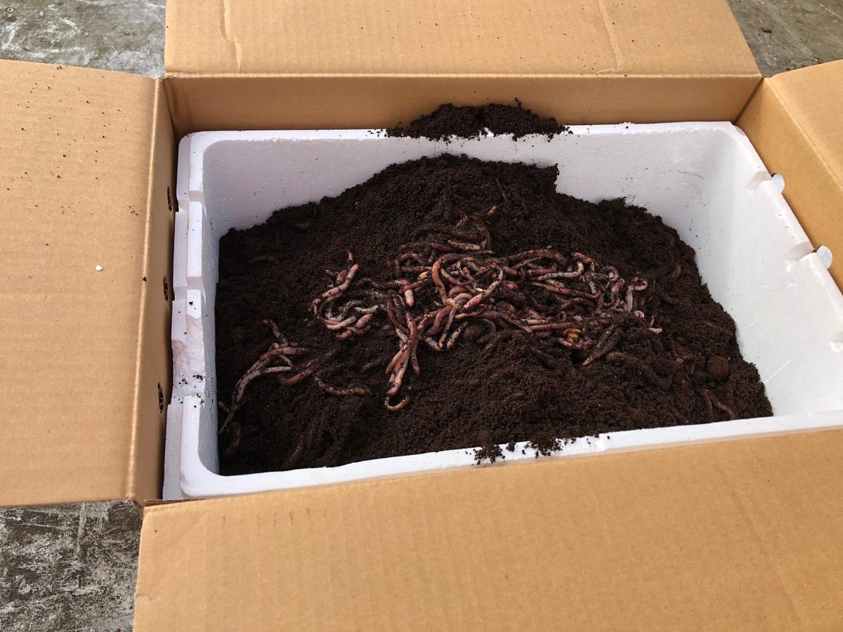 johan_fidder's tweet photo. Ondanks de Corona perikelen gaan werkzaamheden gewoon door.
Voor boomplantdag hadden we heuse wormen besteld die de kids mochten uitzetten bij de aan te planten bomen.
Helaas is boomplantdag voor morgen geannuleerd. Daarom net de wormen een plekje gegeven. https://t.co/fRdmudg2mh